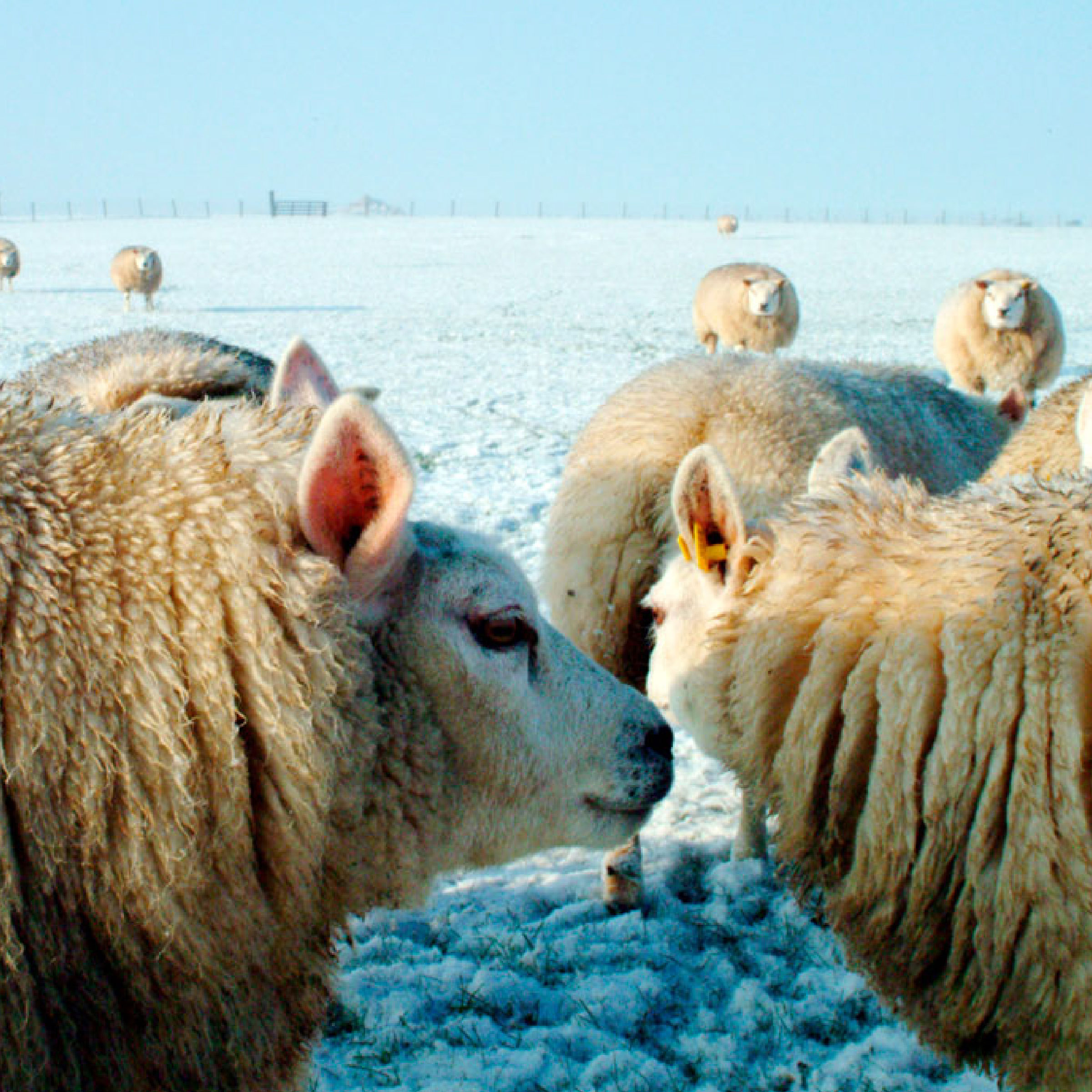 Texeler Dekbed Green Dream Scheerwol 4 Seizoenen 