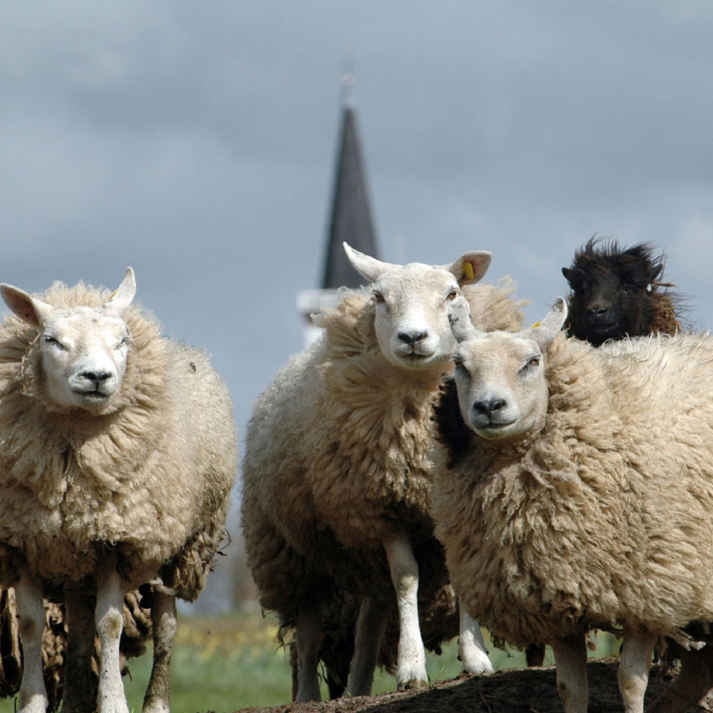 Texeler Dekbed Multikeus Scheerwol Winter 