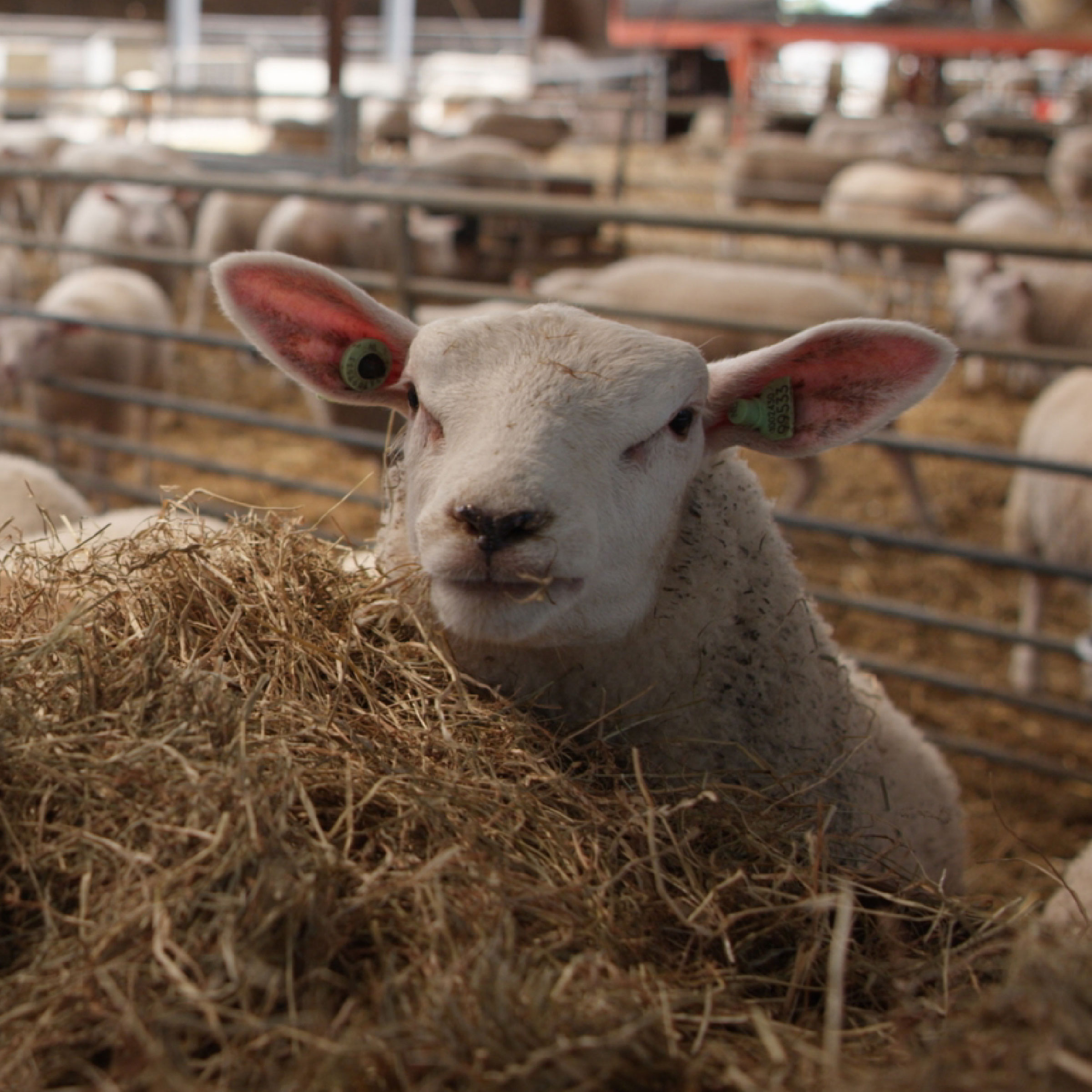 Texeler Dekbed Tencel Lamswol Hoogzomer 