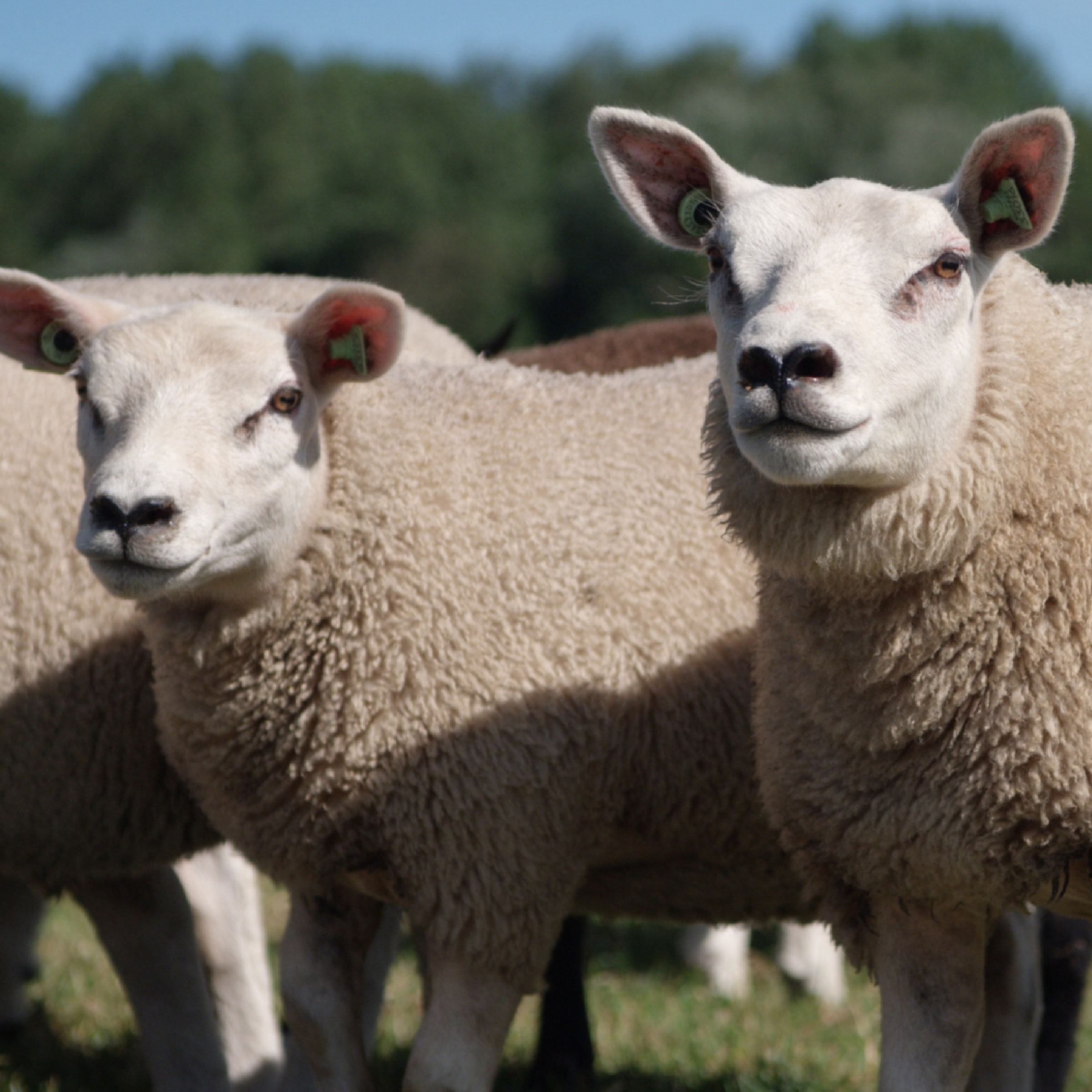 Texeler Dekbed Slaap Zacht Special Lamswol 4 Seizoenen 