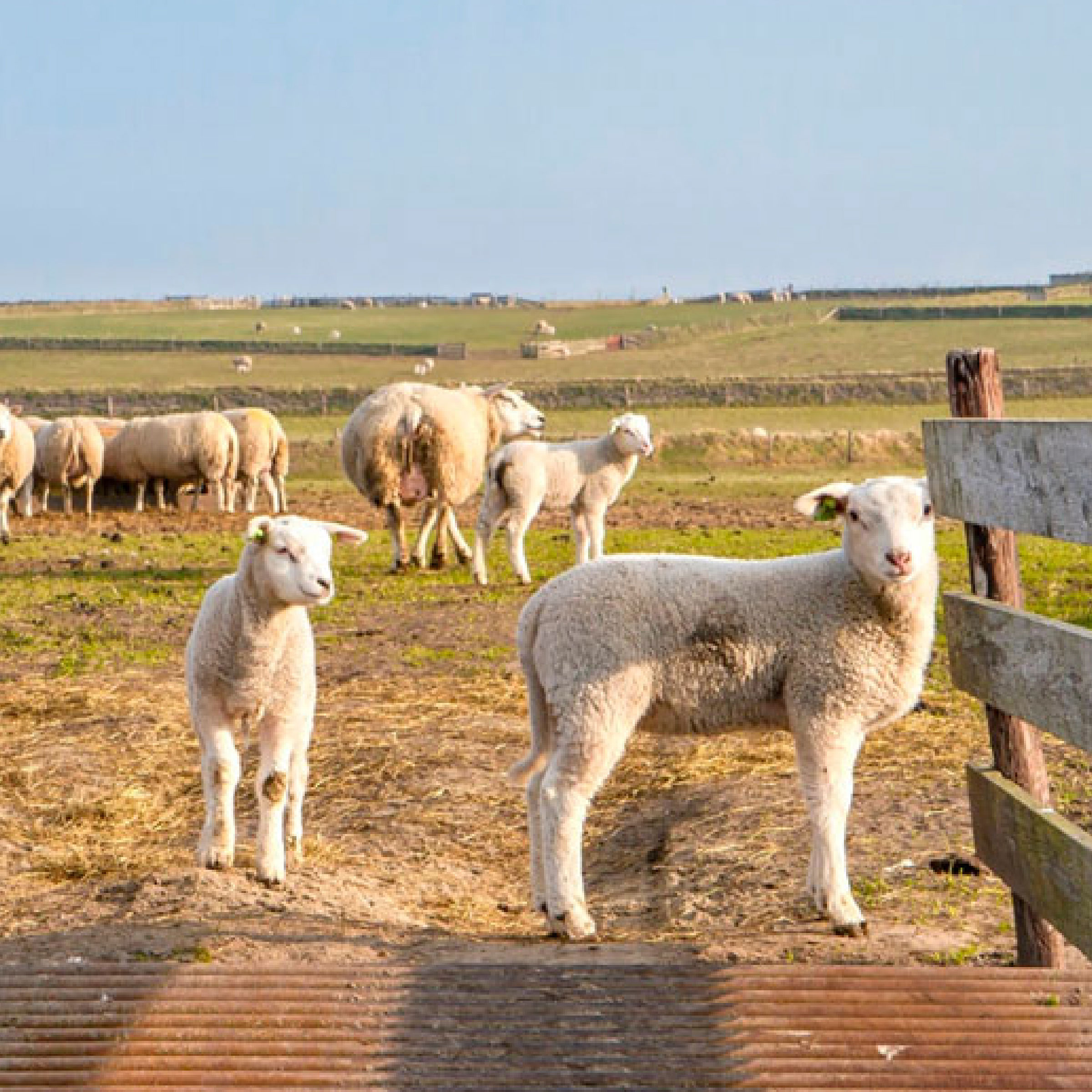 Texeler Dekbed Slaap Zacht Lamswol 4 Seizoenen 