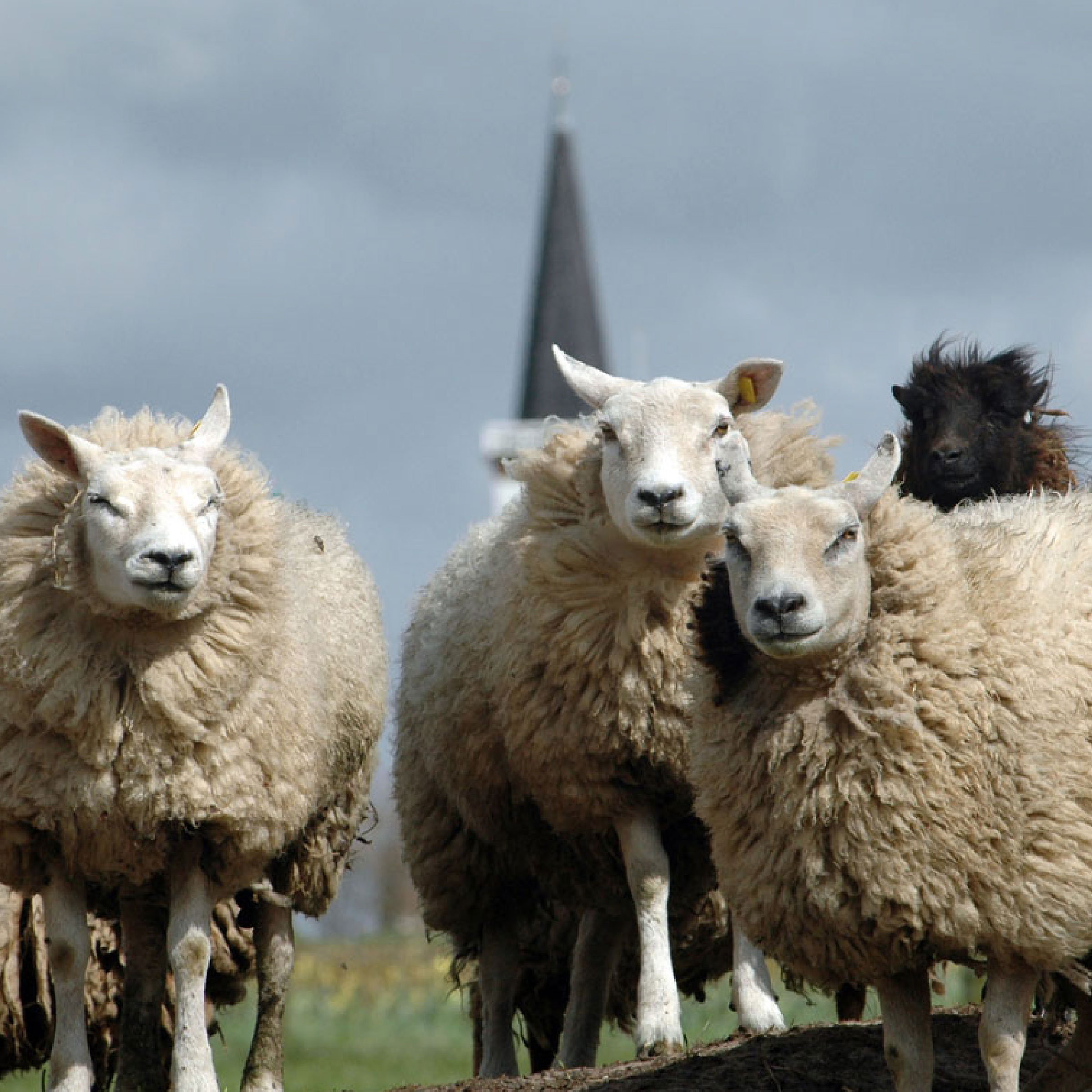 Texeler Matrasverbeteraar Topper Plus Scheerwol 2000 gr/m2 - 250 gr/m2 